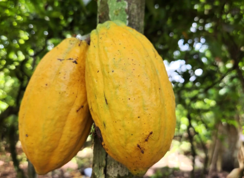 قطاع القهوة والكاكاو في نزاركوري