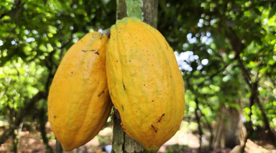 قطاع القهوة والكاكاو في نزاركوري